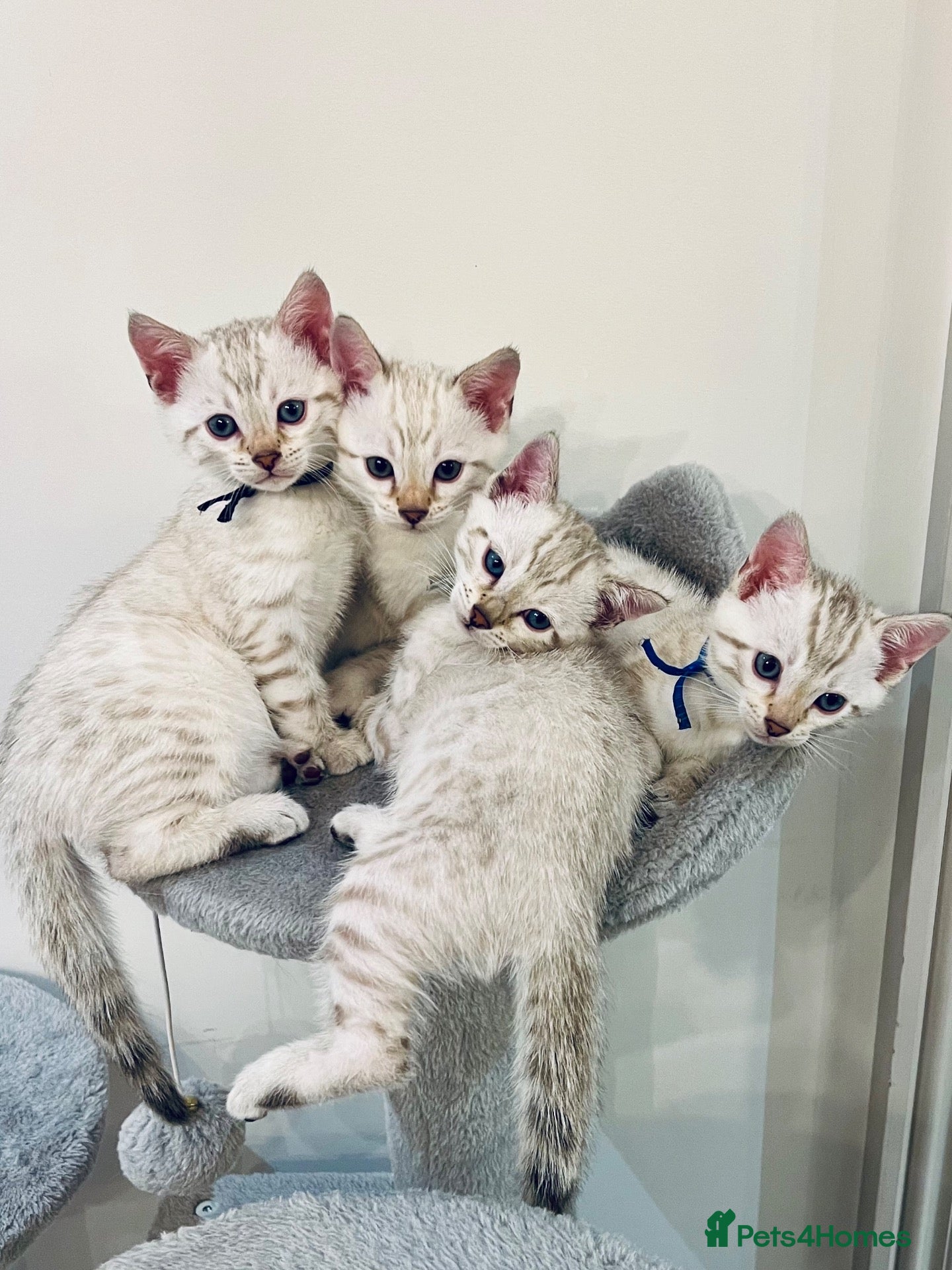 Bengal cats Top quality Snow Leopard spotted Bengal Kittens - Advert 1