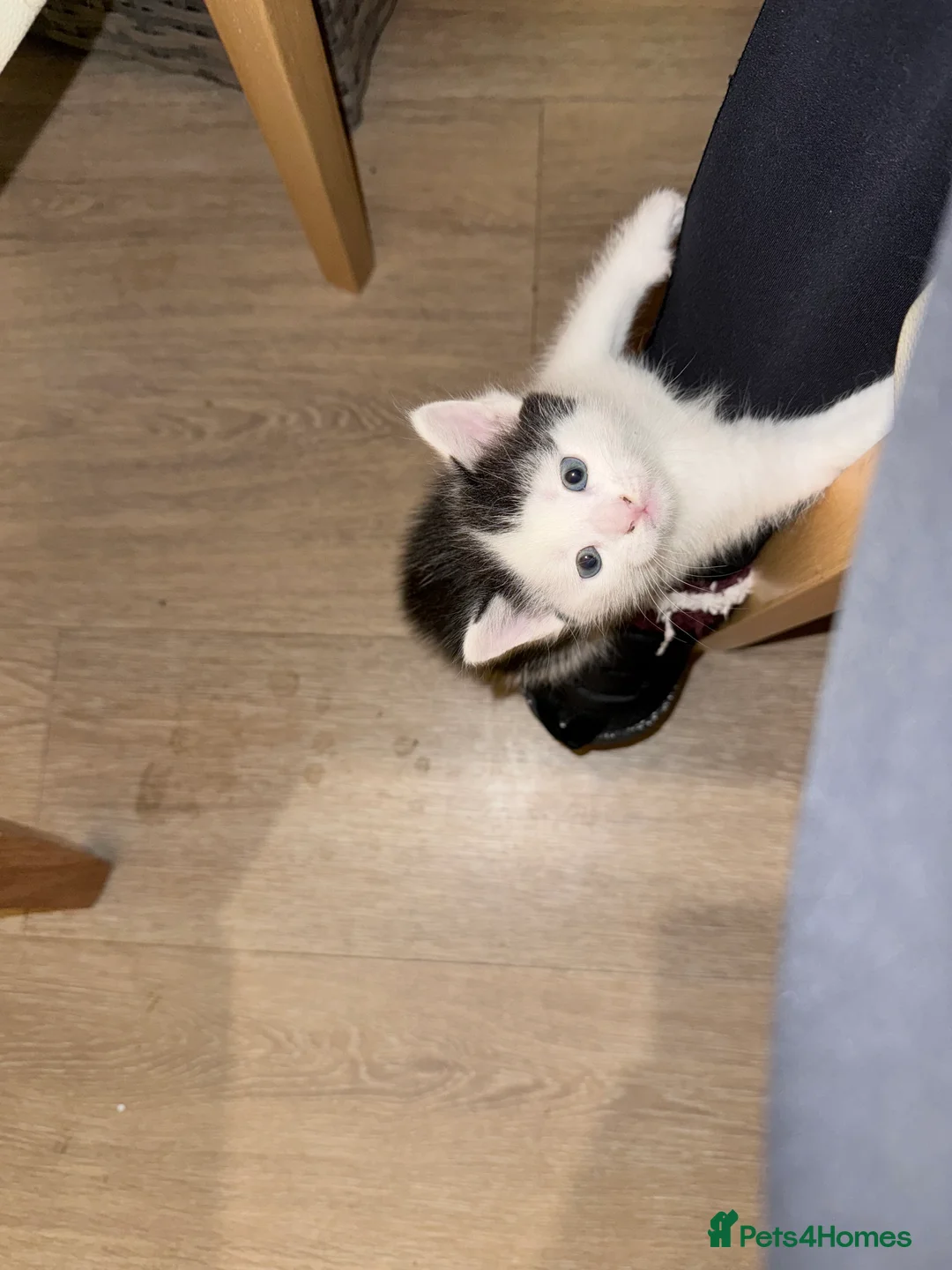 Mixed Breed cats for sale: Beautiful kittens - Advert 2