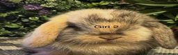 Mini Lop rabbits for sale: ⭐️MINI LOPS READY TO PREORDER ⭐️ - Advert 4