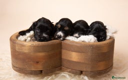 Cocker Spaniel dogs for sale: Show type. - Advert 2