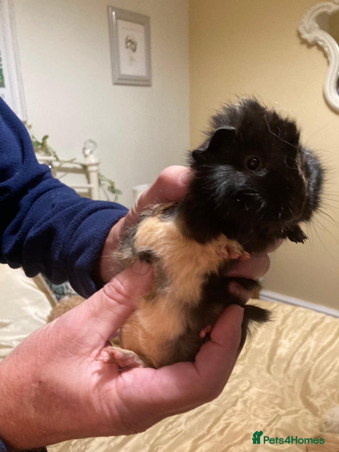 Guinea Pig rodents for sale: 5 gorgeous female Guinea pigs for sale - Advert 7