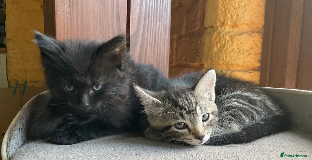 Ragdoll cats for sale: Lovely Kittens - Advert 16