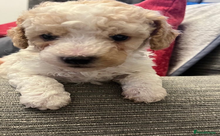 Maltipoo dogs - Advert 1