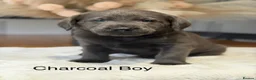 Labrador Retriever dogs for sale: Exceptionally health tested Kc reg Labrador pups - Advert 16