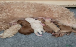 Maltipoo dogs for sale: F1b Maltipoo - Image 7