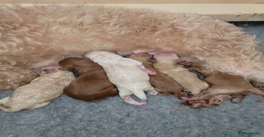Maltipoo dogs - Advert 3