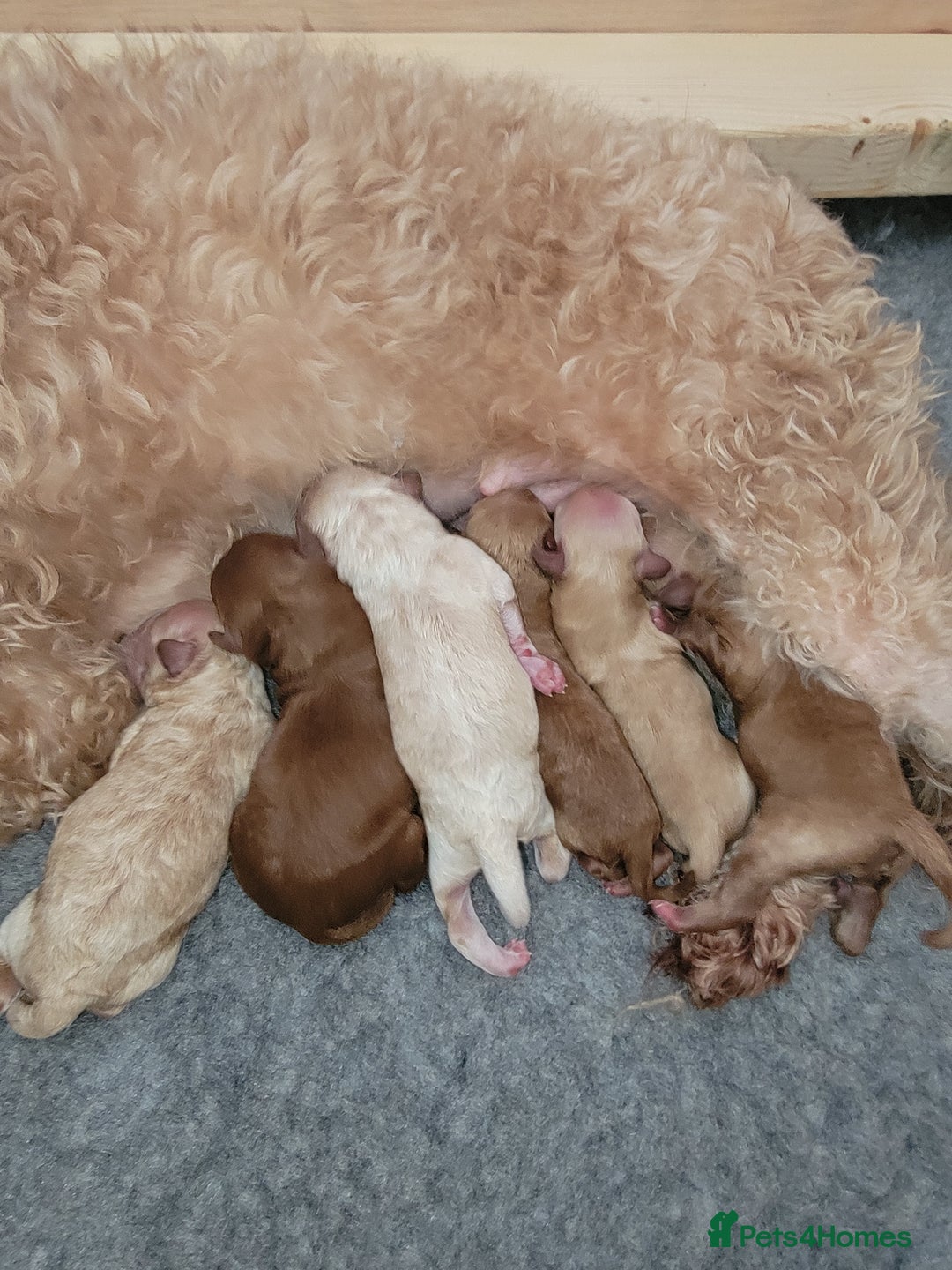Maltipoo dogs for sale: F1b Maltipoo - Image 7