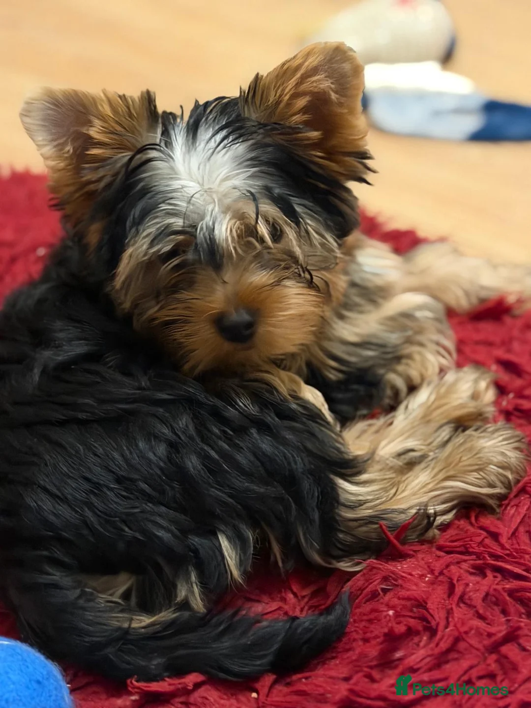Yorkshire Terrier dogs for sale: DWKC Yorkshire Terrier Boys ,Show KC Winner Dad - Advert 2