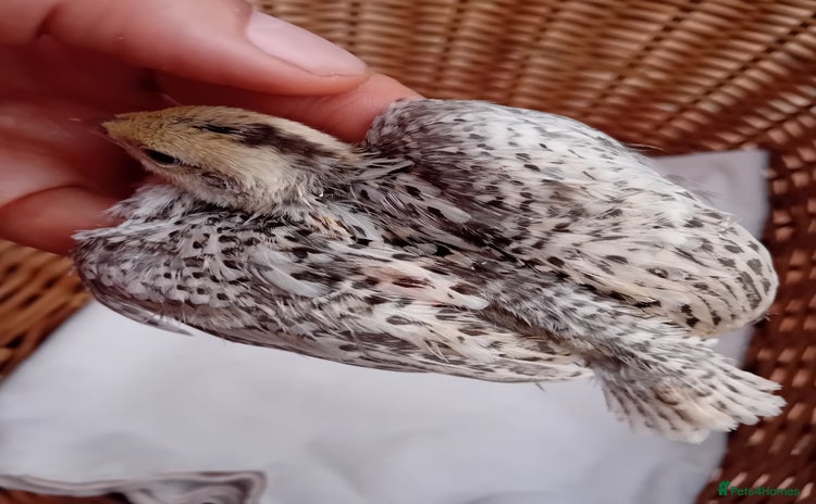 Quail poultry - Advert 1