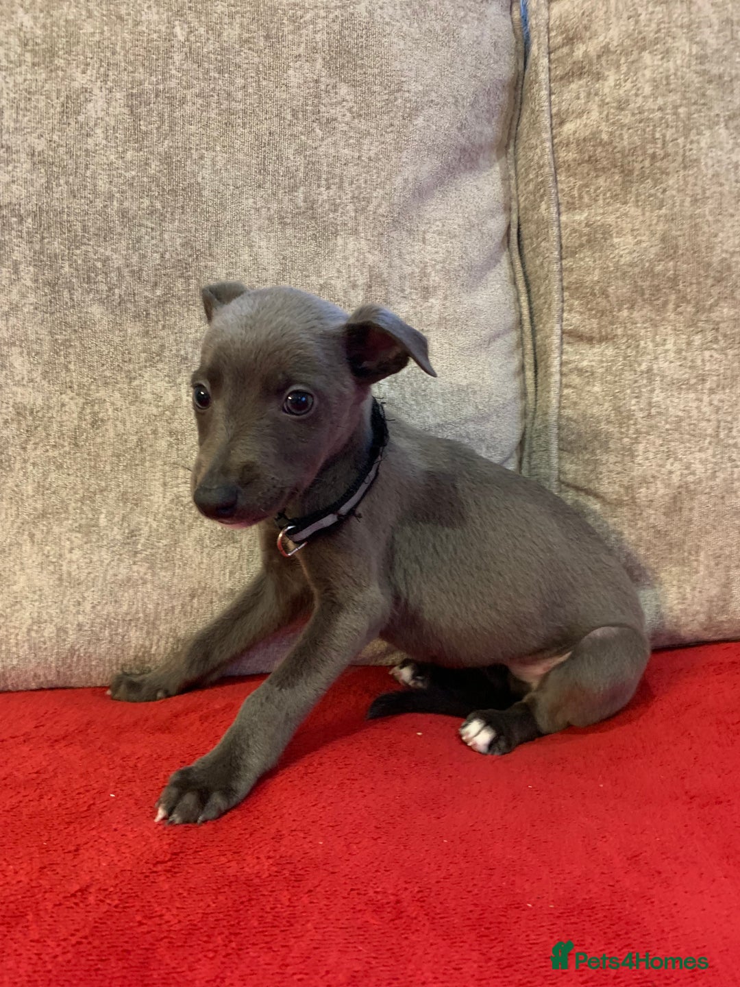 Whippet dogs for sale: Whippet puppy’s  - Advert 3