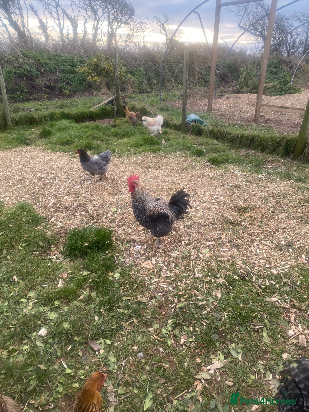 Chickens poultry for sale: FREE Cockerel - Nice Temperament  - Advert 2