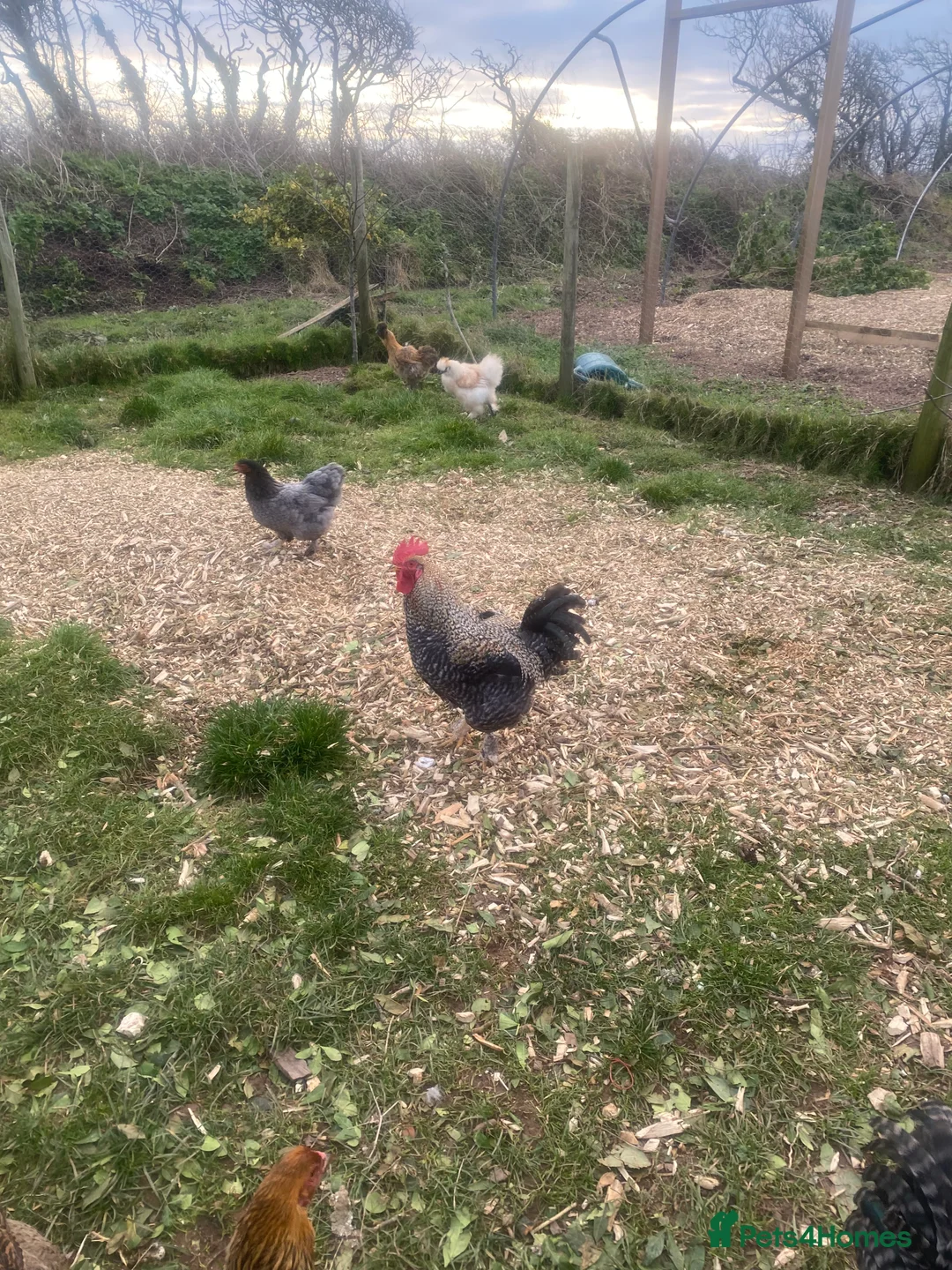 Chickens poultry for sale: FREE Cockerel - Nice Temperament  - Advert 2