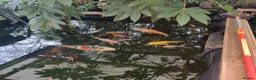Koi Carp fish for sale: Pond Closure, Taunton, PM for more Details,  - Advert 1