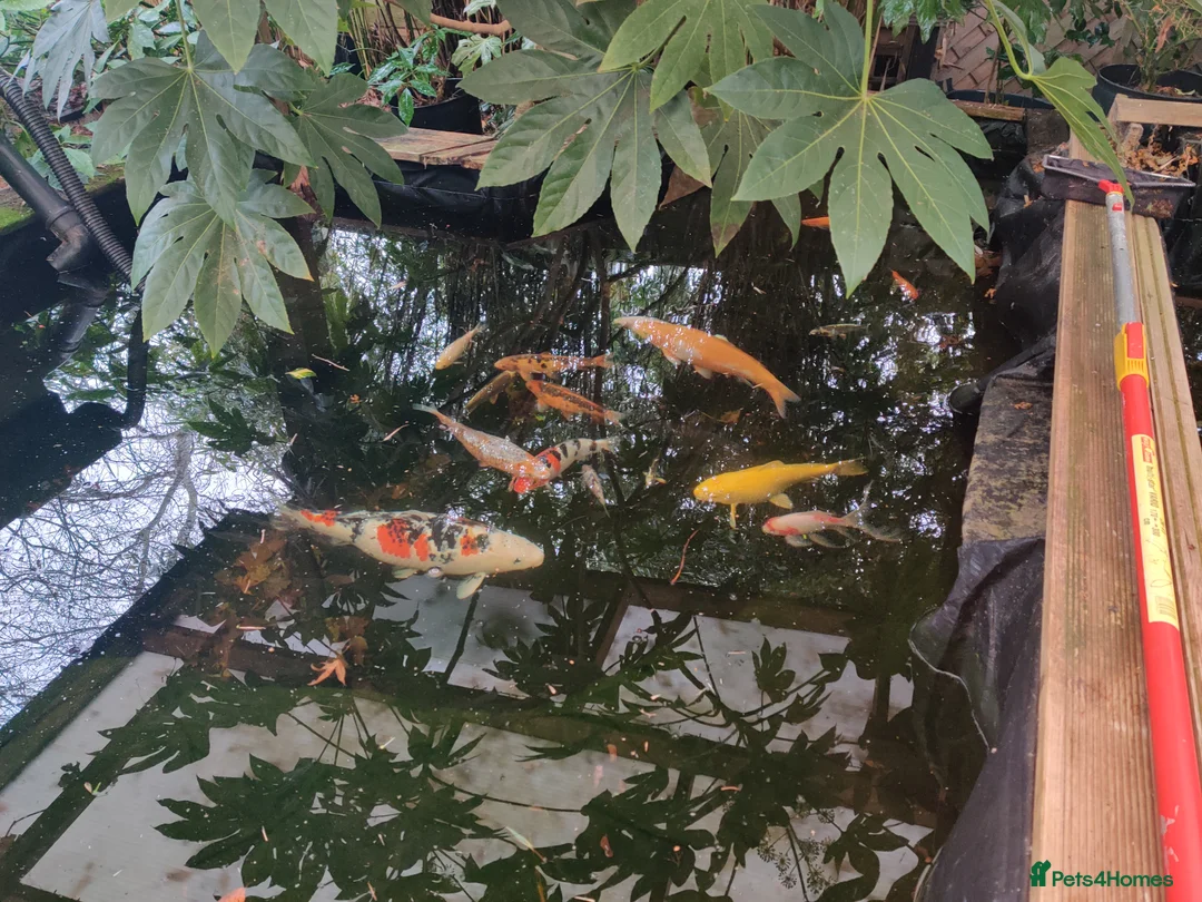 Koi Carp fish for sale: Pond Closure, Taunton, PM for more Details,  - Advert 1