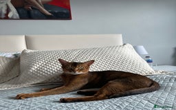 Abyssinian cats for stud: Champion line Aby boy for stud in Romford - Image 18