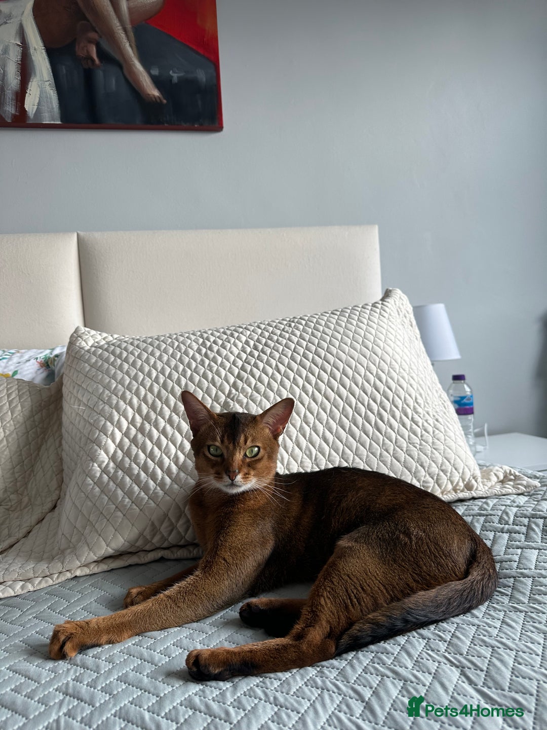 Abyssinian cats for stud: Champion line Aby boy for stud in Romford - Image 18