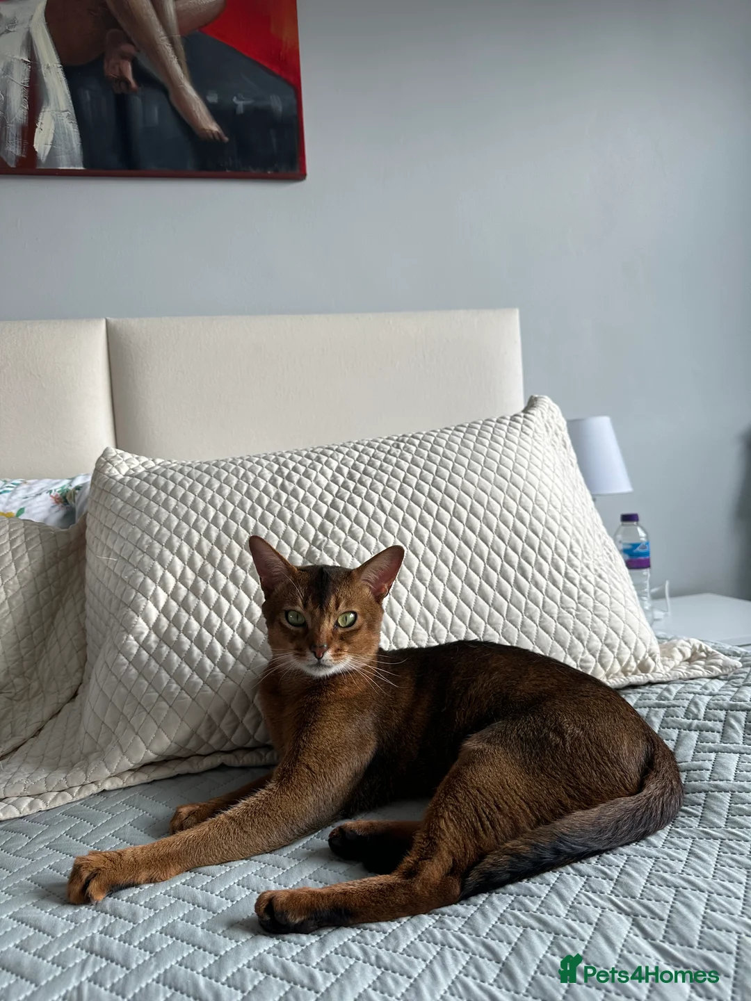 Abyssinian cats for stud: Champion line Aby boy for stud in Romford - Advert 18