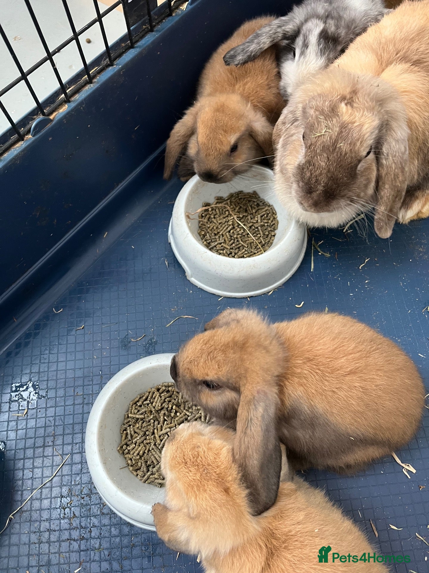 Mini Lop rabbits Gorgeous Mini Lop Babies - Advert 9