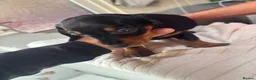 Dachshund dogs for sale: Dachshund puppies - Advert 6