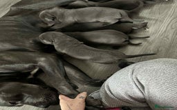 Cane Corso dogs for sale: Beautiful cane corso puppies  - Image 28
