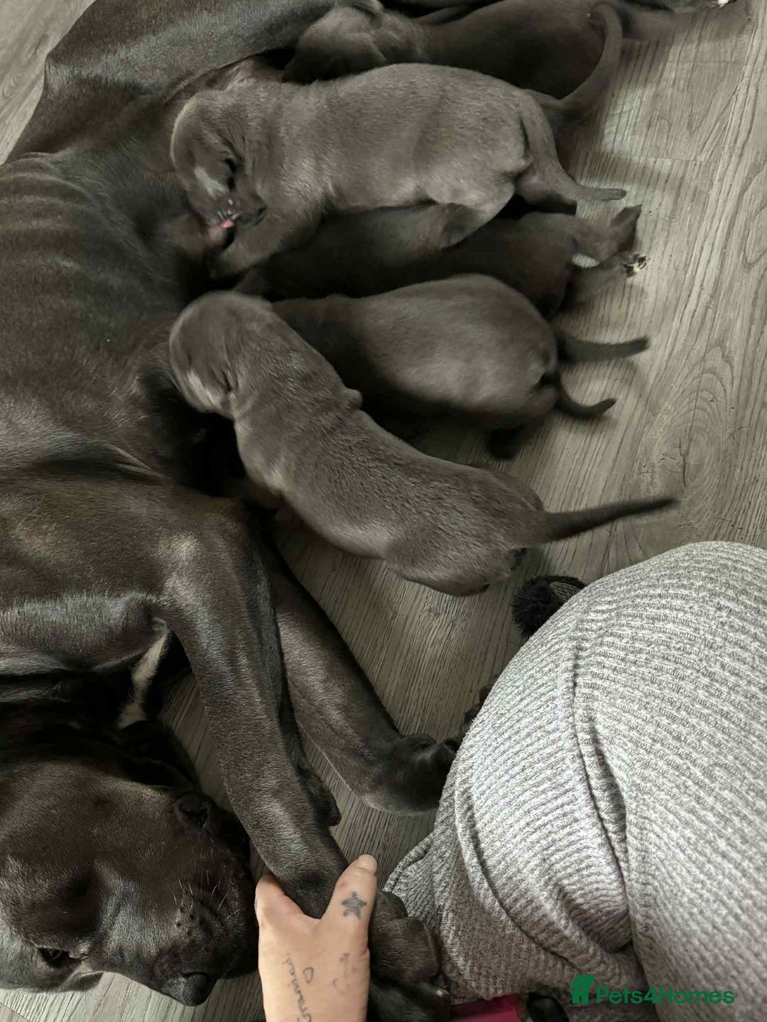 Cane Corso dogs for sale: Beautiful cane corso puppies  - Image 28