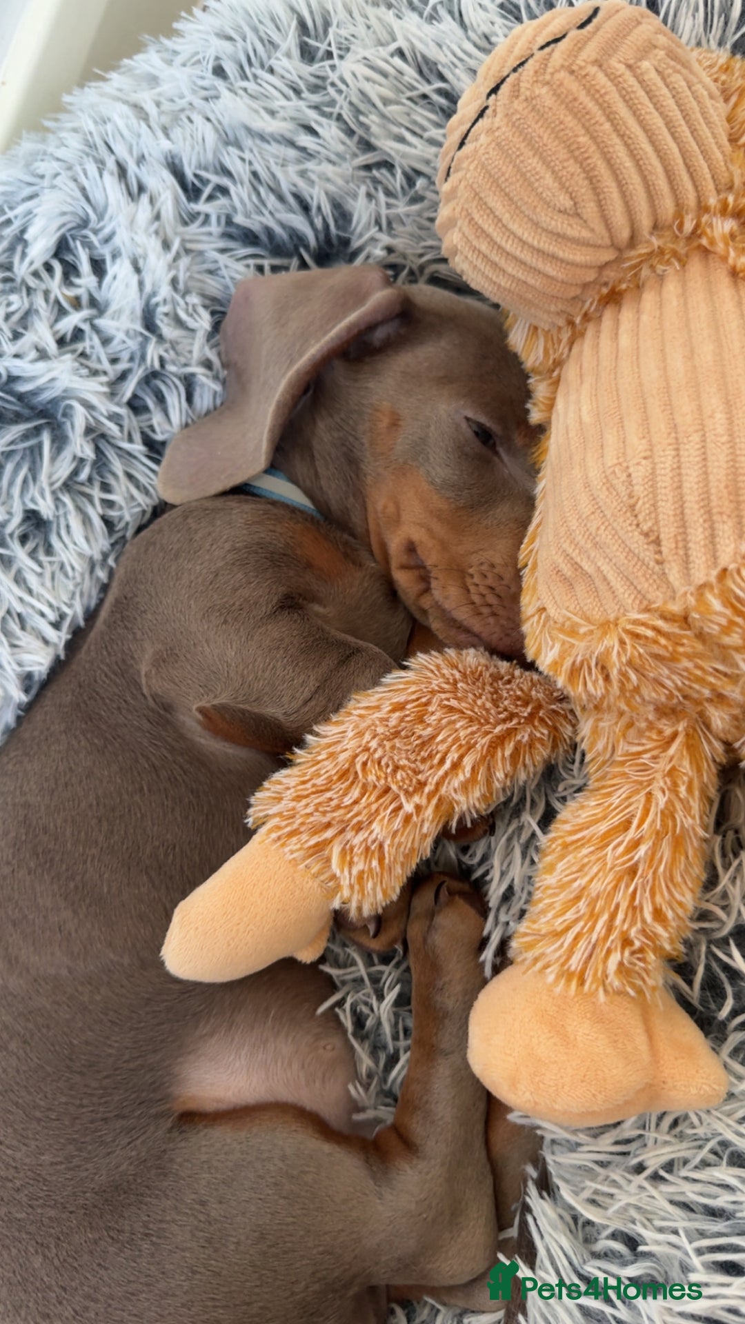 Dachshund dogs for sale: 15 week old dachshund boy🐶 - Image 2