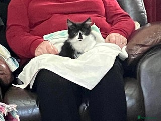 Mixed Breed cats Gorgeous kittens for sale - Advert 9