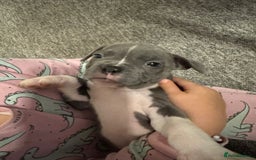 Mixed Breed dogs for sale: French bulldog x American staff - Image 17