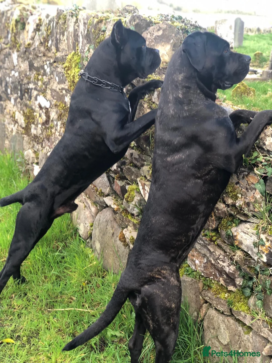 Cane Corso dogs for sale: Cane Corso Puppies - Irish Kennel Club Registered  - Advert 5