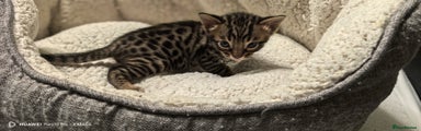 Bengal Kitten 1