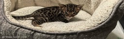 Bengal cats for sale: Bengal babies  - Advert 11