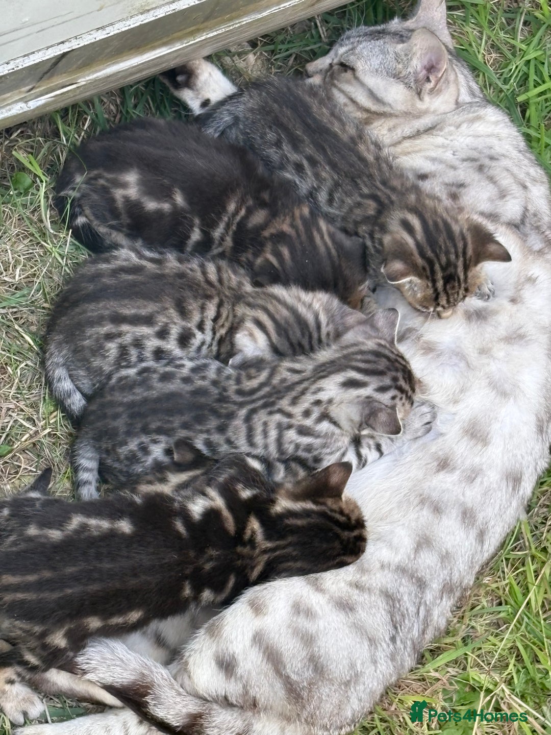 Bengal cats for sale: Beautiful farm reared bengals  - Image 12