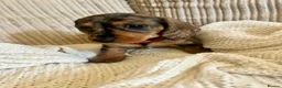 Miniature Dachshund dogs for sale: Miniature smooth hair x wire hair  - Advert 6