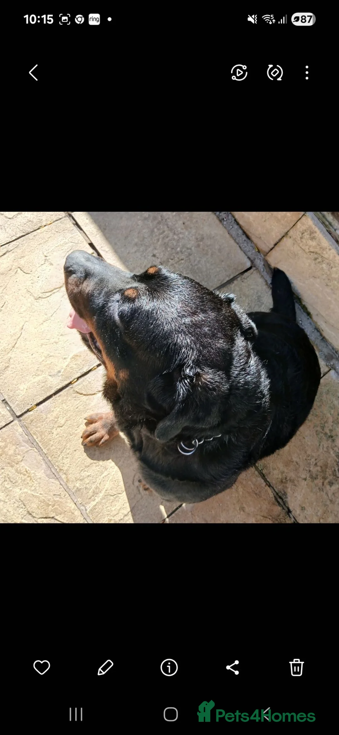 Rottweiler dogs for sale: Bella - Advert 2