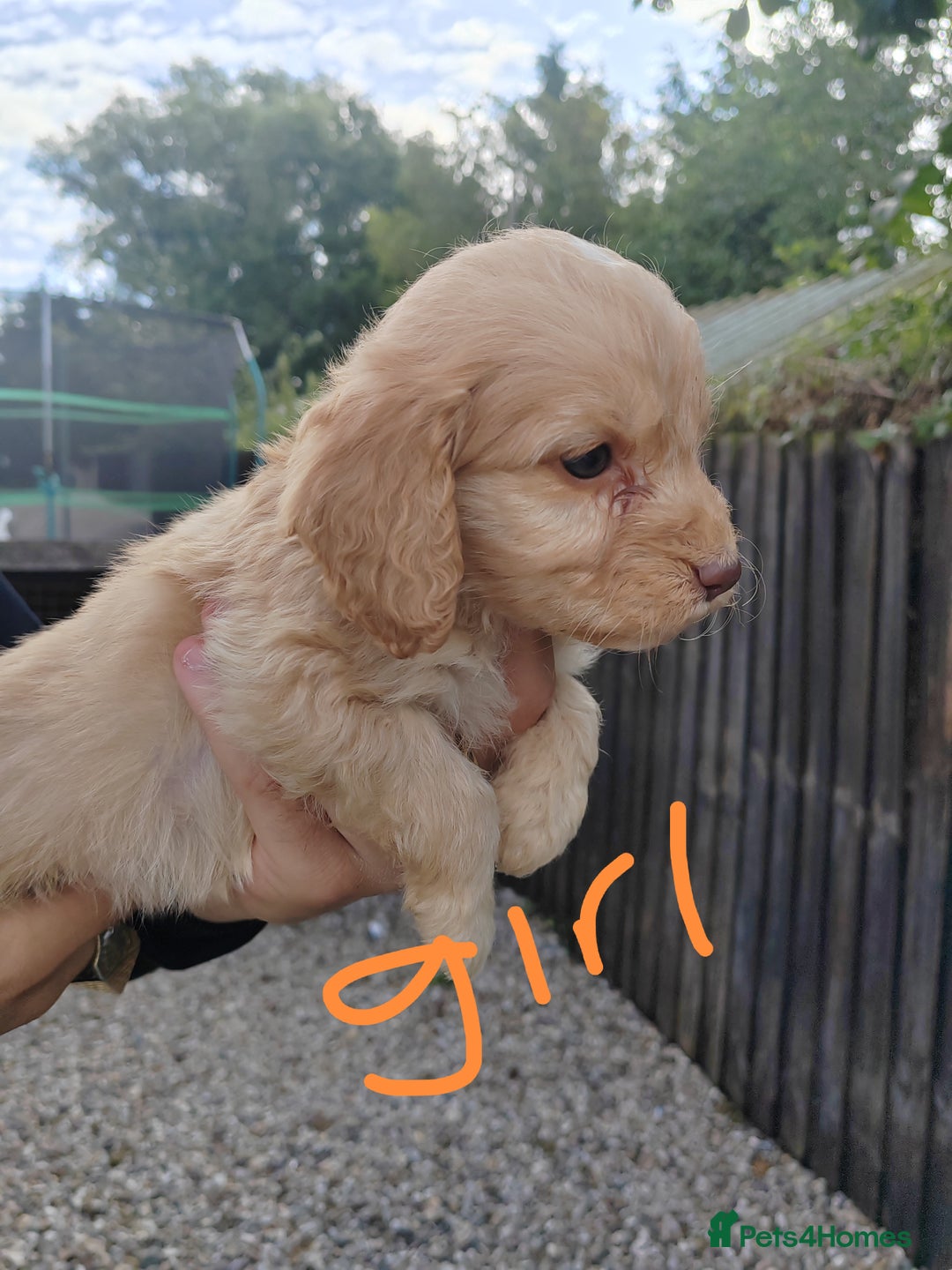 Cockapoo dogs for sale: Cookerpoo - Image 8