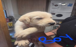 Labradoodle dogs for sale: 6x male 2x female labradoodle puppies - Image 4
