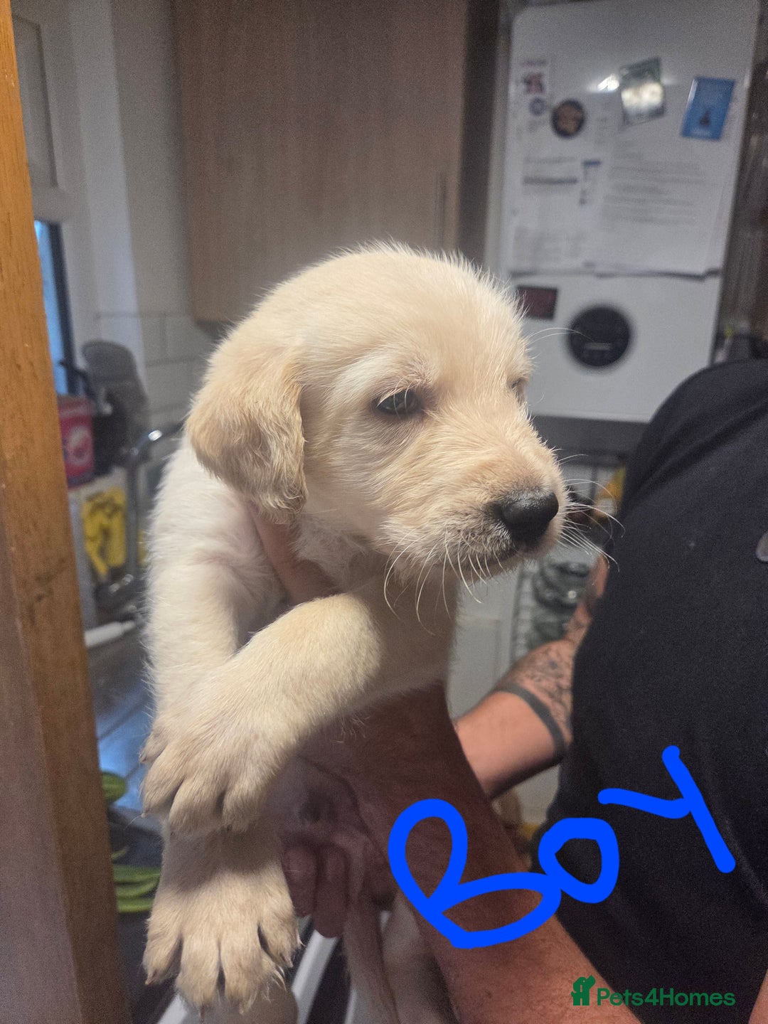 Labradoodle dogs for sale: 6x male 2x female labradoodle puppies - Image 4