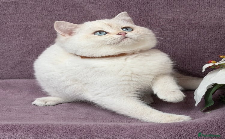 British Shorthair cats - Advert 16