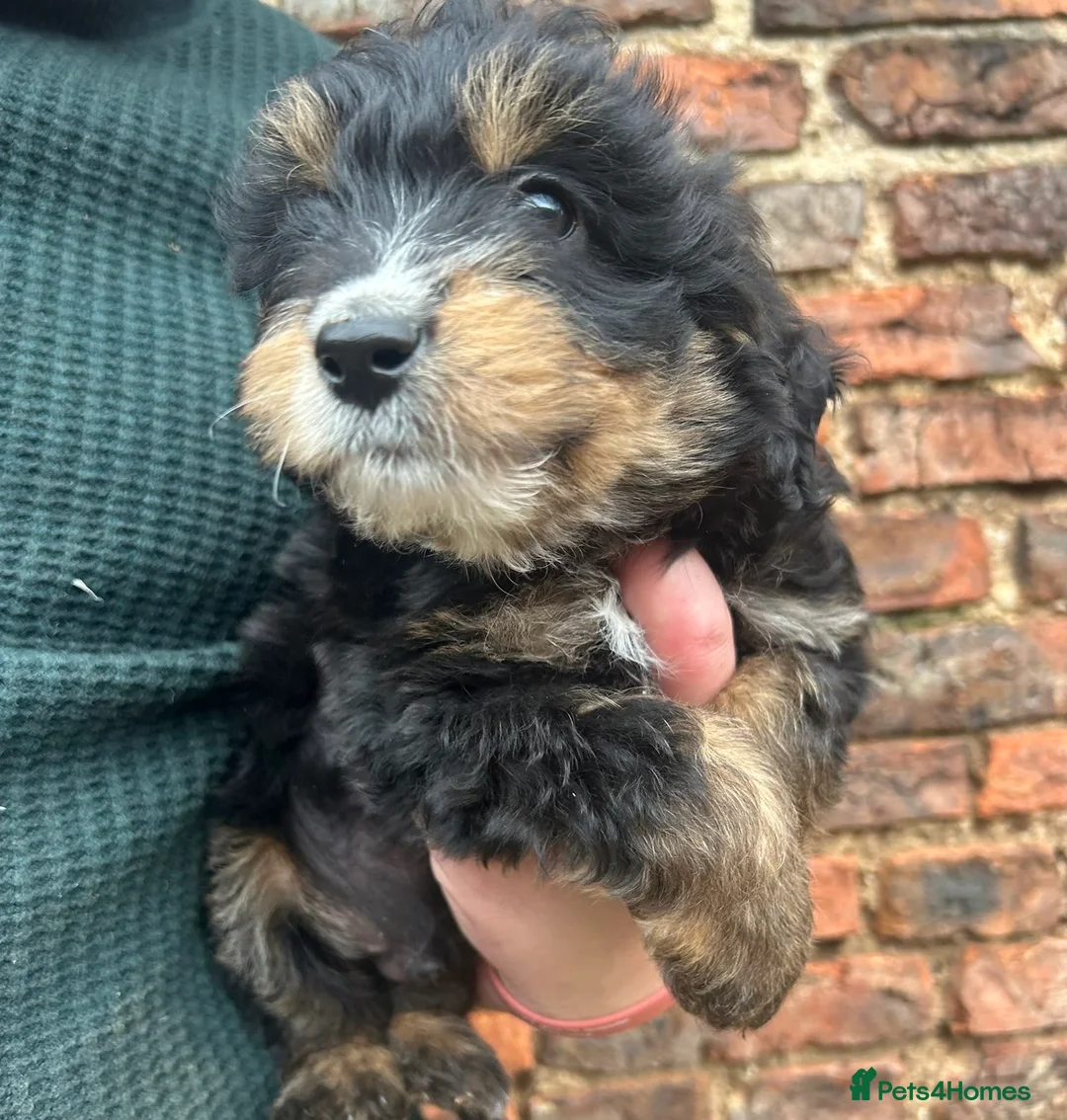 Bordoodle dogs for sale: Bordoodle puppies - Advert 1