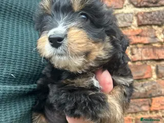 Bordoodle dogs Bordoodle puppies - Advert 1