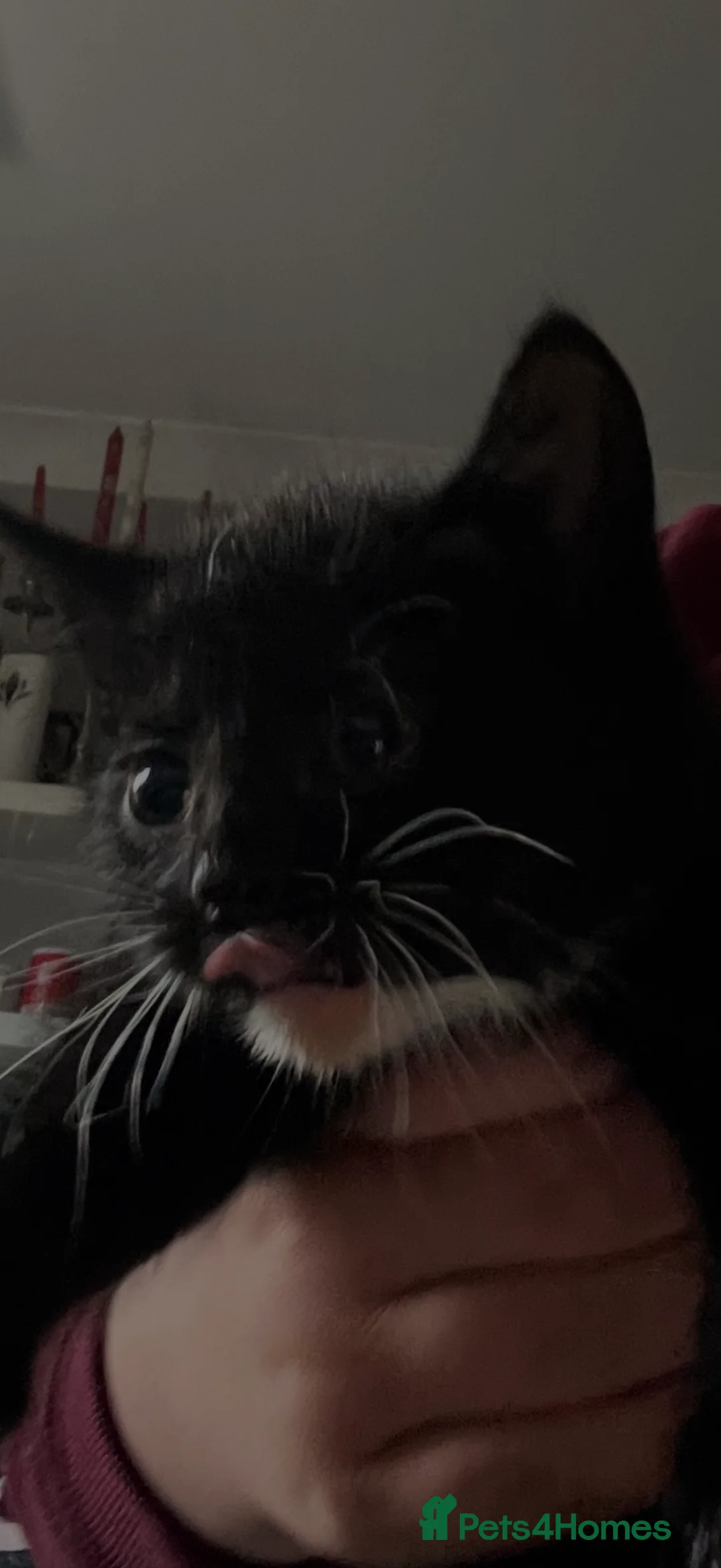 Domestic Shorthair cats for sale: 2 kittens for sale  in Lancing - Advert 2