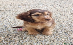 Cocker Spaniel dogs for sale: Gorgeous Chocolate & Sable Show Cocker Pups Ready - Image 14