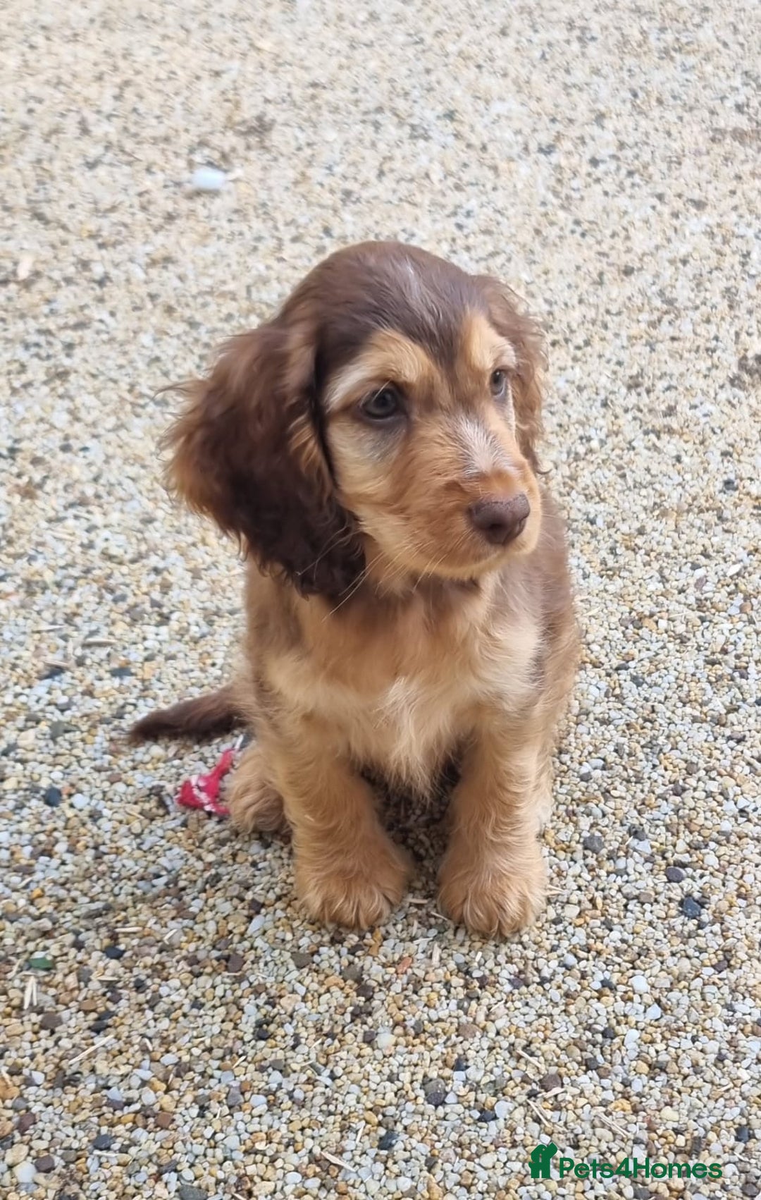 Cocker Spaniel dogs for sale: Gorgeous Chocolate & Sable Show Cocker Pups Ready - Image 14