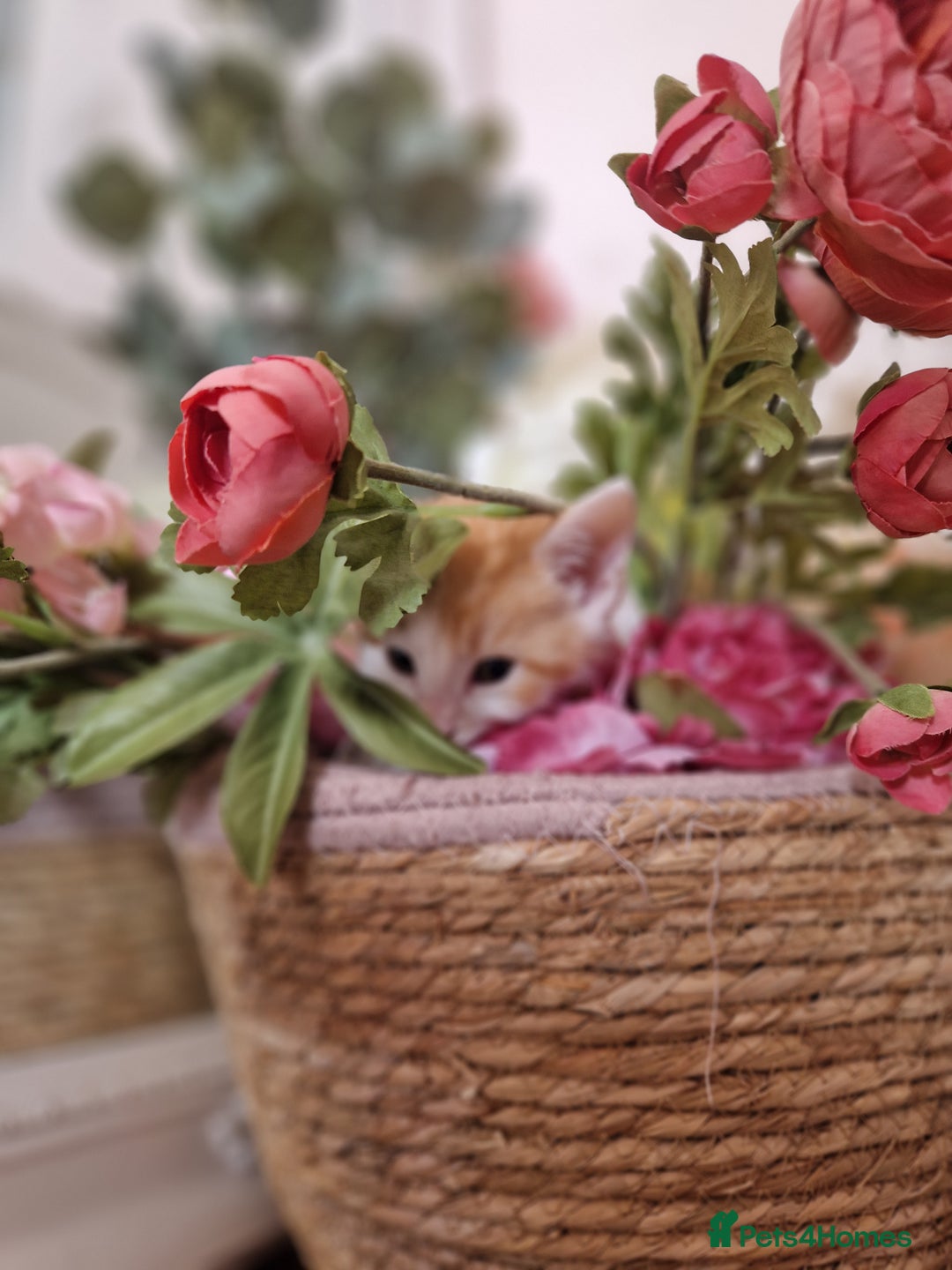 British Shorthair cats for sale: Six Gorgeous Kittens Available From Next Week - Image 4