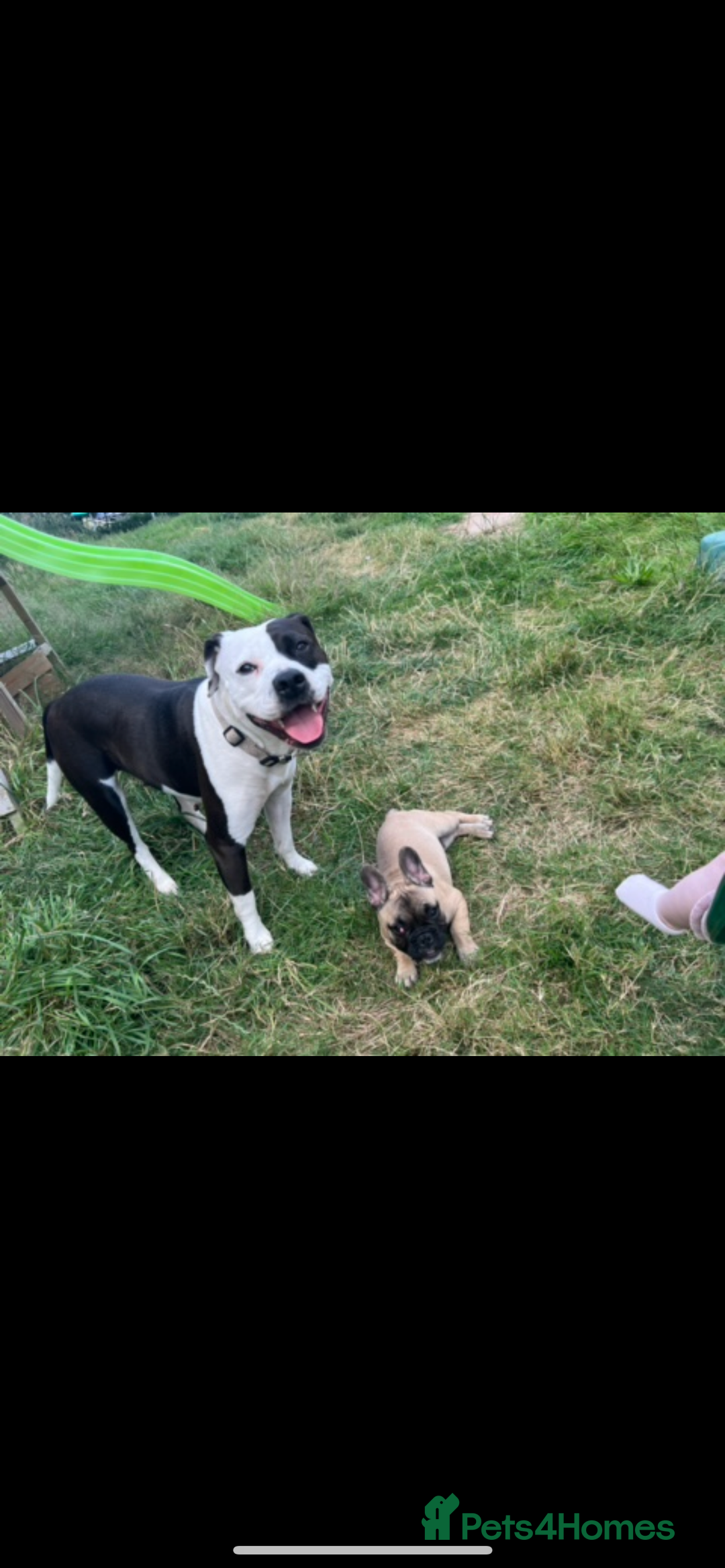 Mixed Breed dogs for sale: French bulldog cross American bulldog  - Image 15