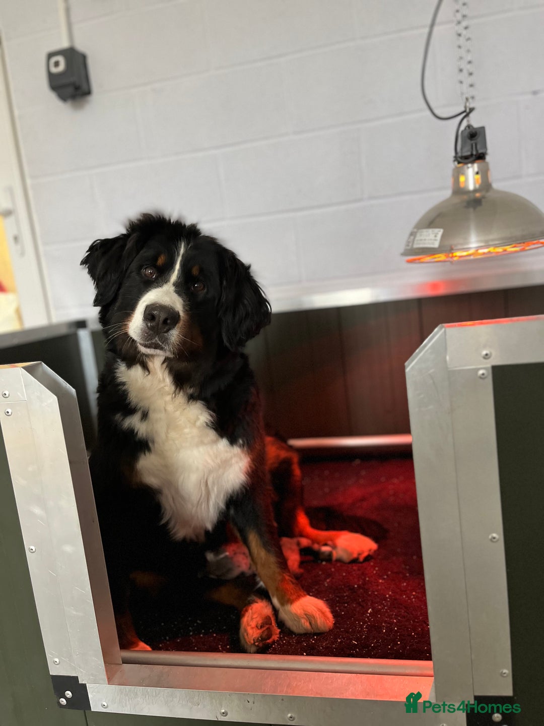 Gallery Image {{count}}