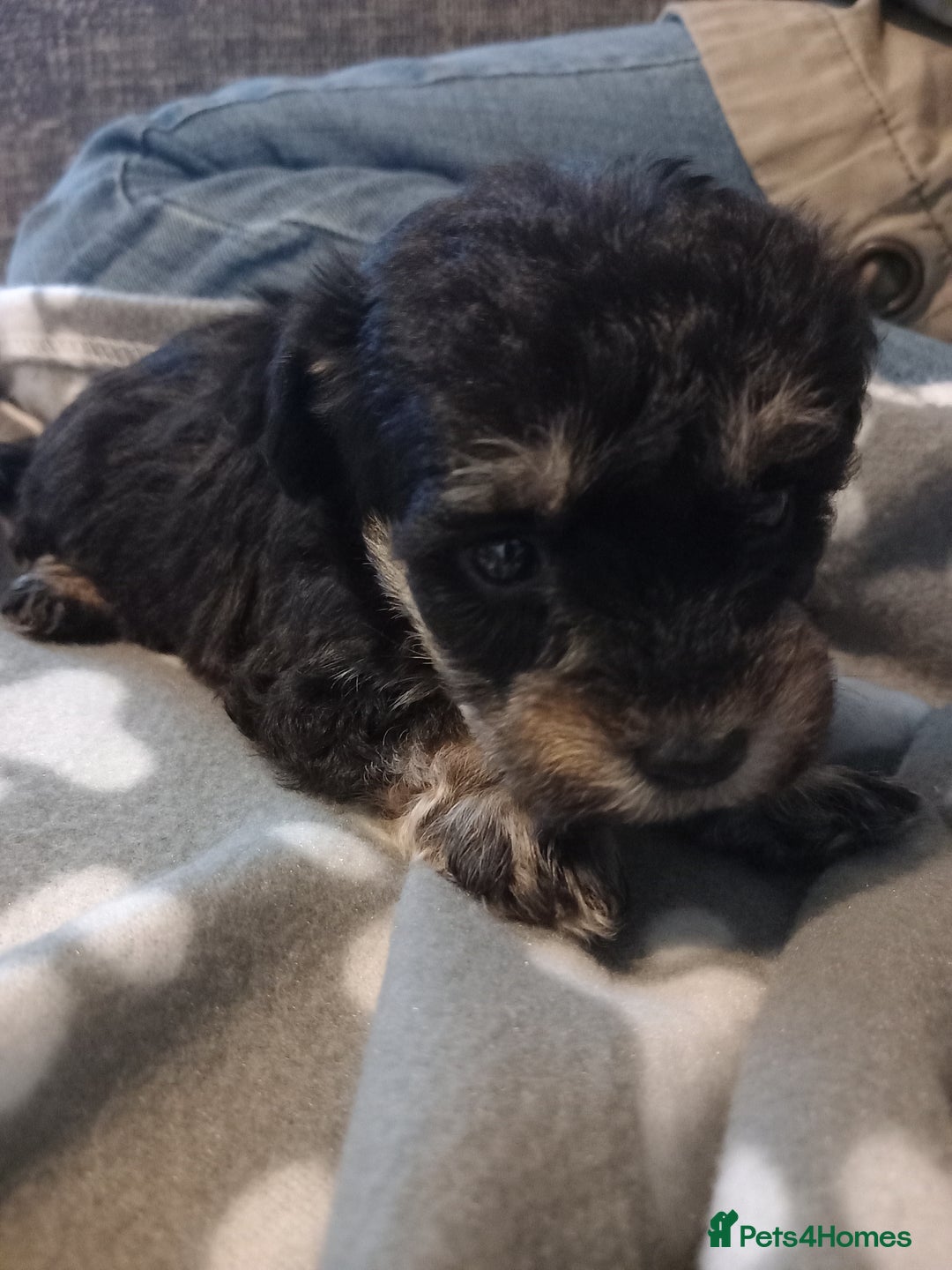 Mixed Breed dogs for sale: TOY SHNOODLES READY 21 DEC - Advert 17