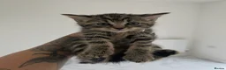 Mixed Breed cats for sale: Beautiful tabby boy 💛 - Advert 5