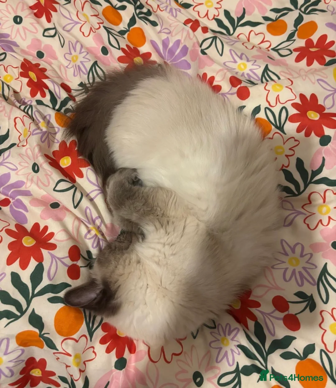 Ragdoll cats for sale: Affectionate ragdoll looking for a new home in Blyth - Advert 6