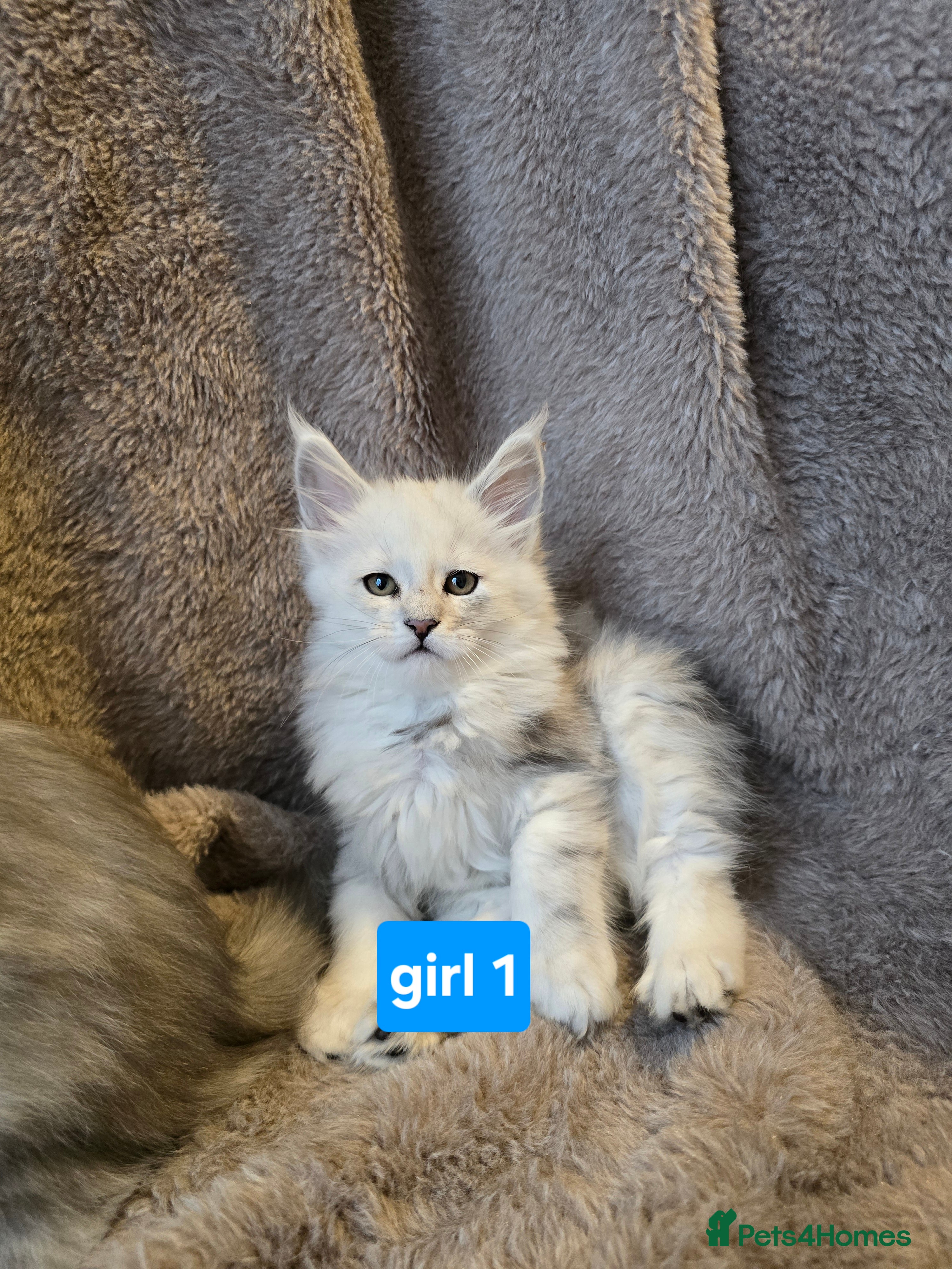 Maine Coon cats Shaded kittens  - Advert 2